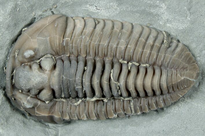 Prone Flexicalymene Trilobite - Mt Orab, Ohio #329790